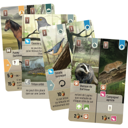 Forêt Mixte : Dartmoor